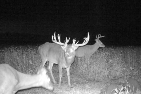 black and white trail camera photo of deer at night