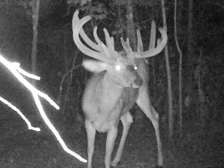 black and white trail photo image of a whitetail buck