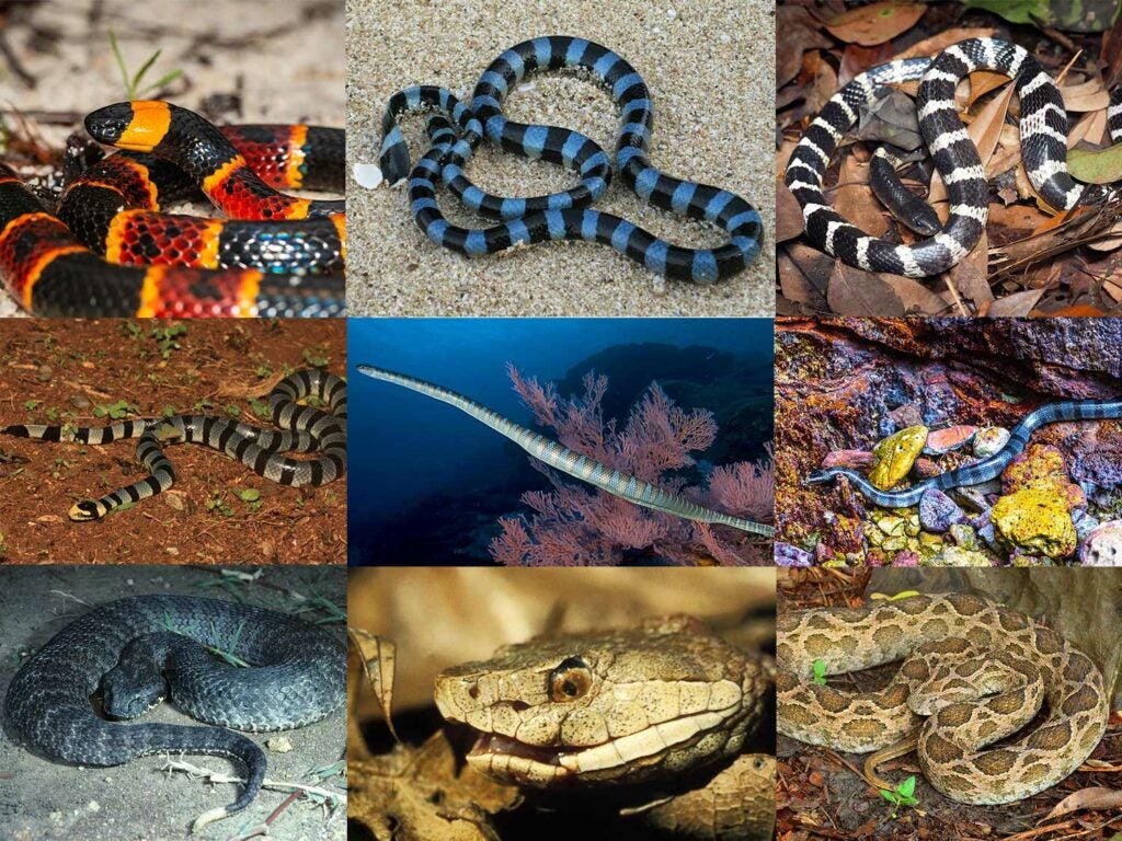 top venomous snakes