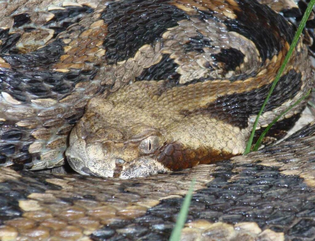 a coiled up timber rattlesnake