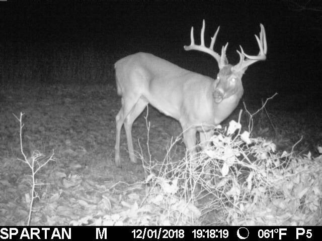 trail cam picture of buck