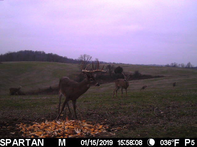 buck showing on the trail camera