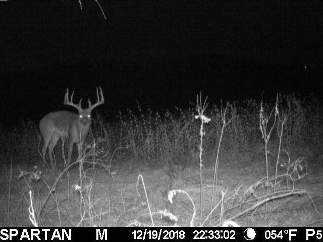 trail camera shot of nocturnal buck