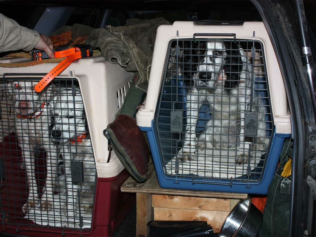 hunting dogs in plastic crates