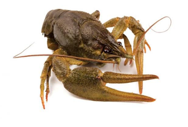 Crawfish make the perfect bait, or dinner for you.