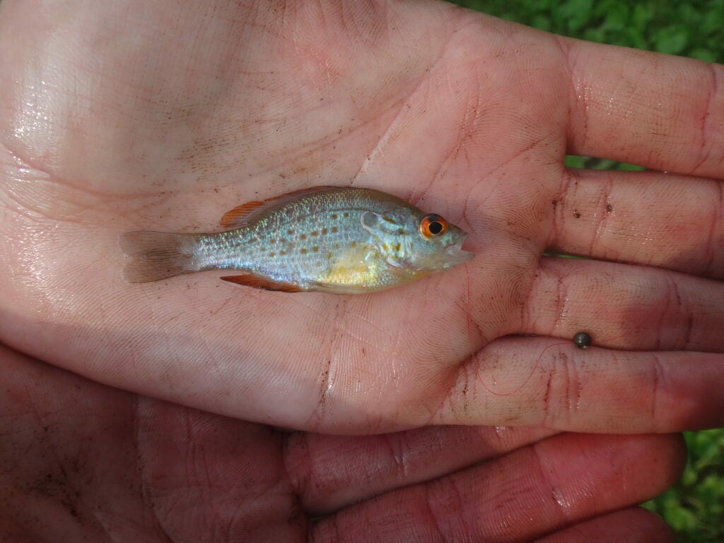 a tiny adult orange spotted sunfish