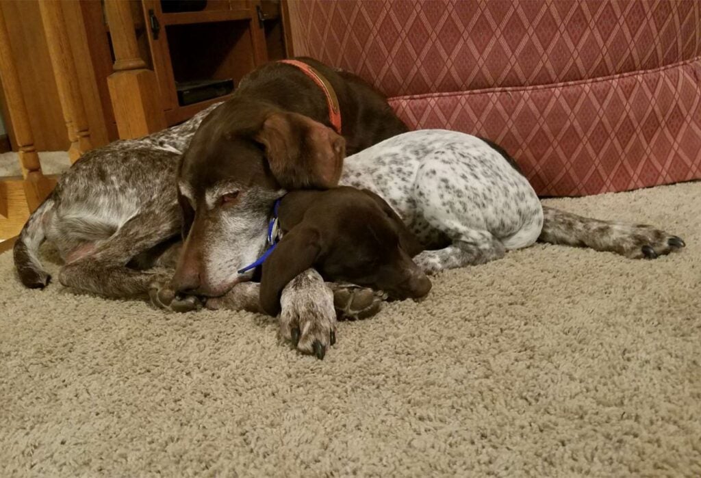 two sleeping German shorthaired pointers
