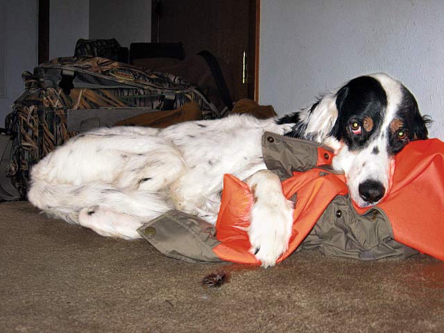 hunting dog napping on clothes