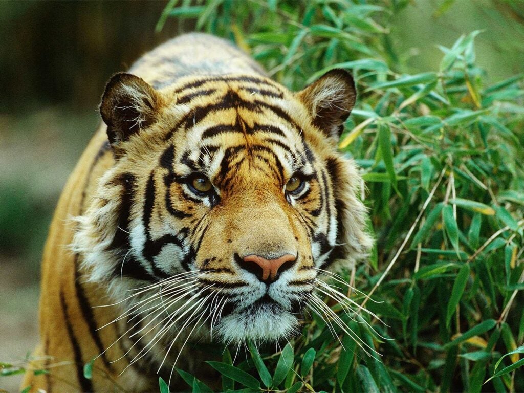 a bengal tiger in the weeds
