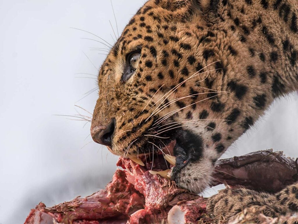 10 Most Powerful Animal Bites on the Planet | Field & Stream