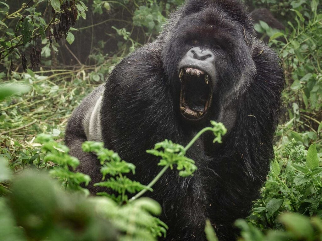 10 Most Powerful Animal Bites on the Planet | Field & Stream