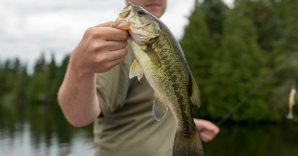 A late summer largemouth bass caught on soft plastic.