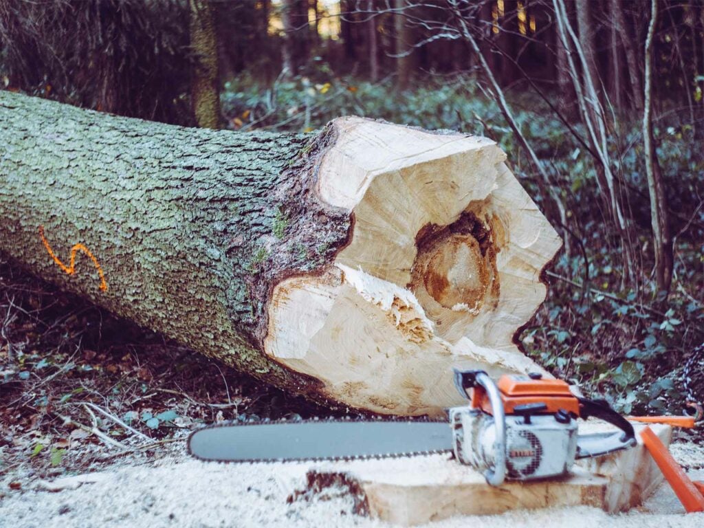 chainsaw near chopped down tree