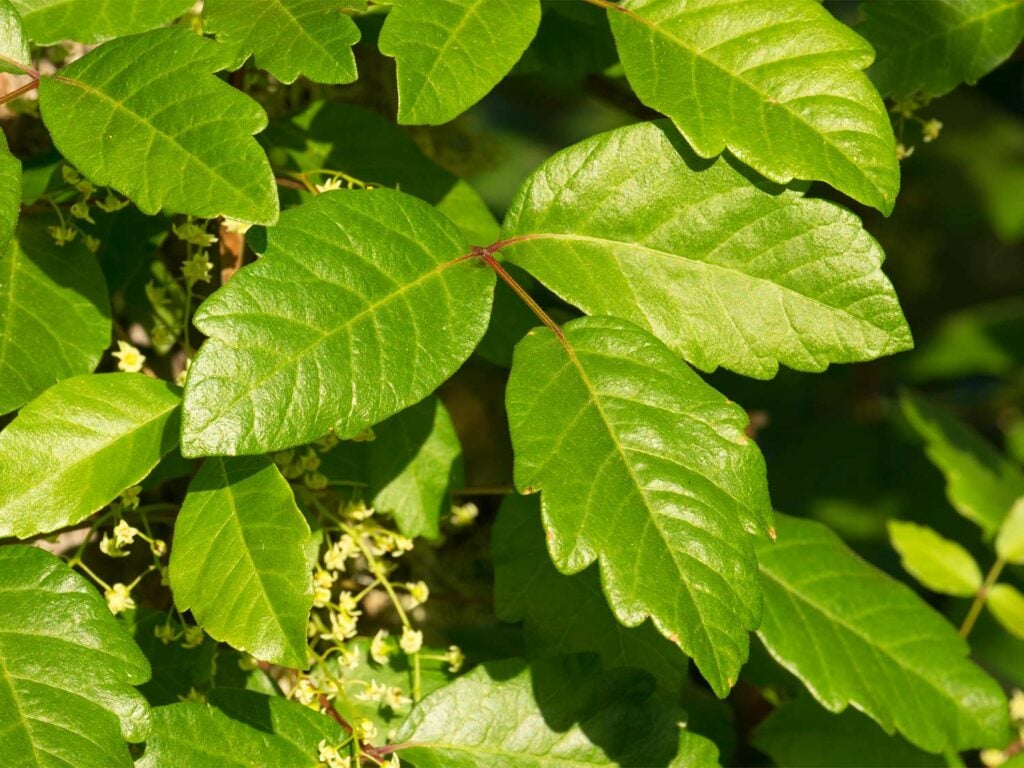 poison oak plants