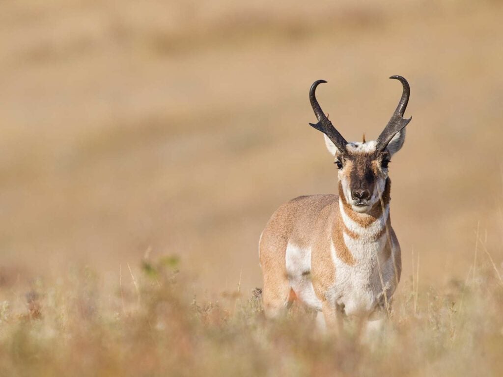 mature pronghorn standing in a field