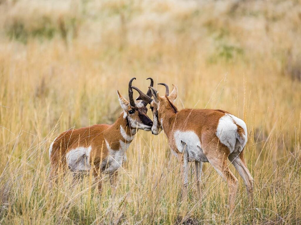 two antelope bucks preparing to fight