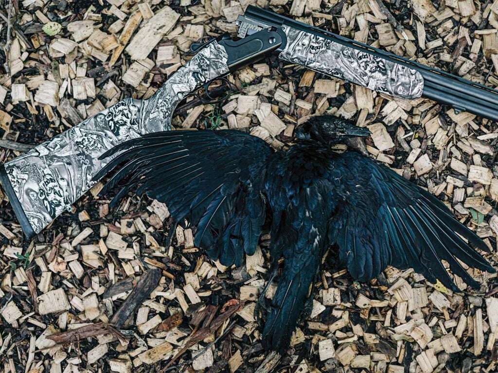 dead crow on the ground with a shotgun