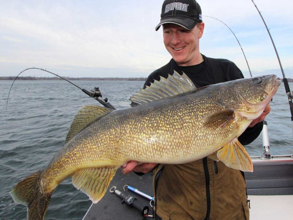 man holding up giant walleye fish