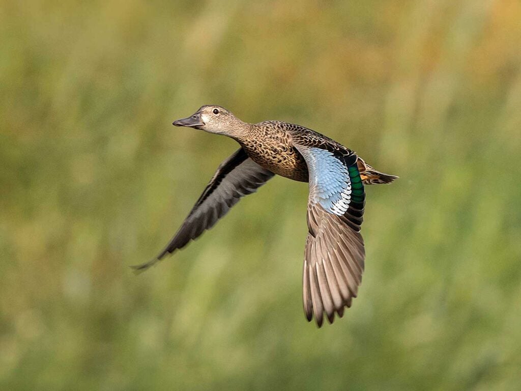 low-flying teal duck