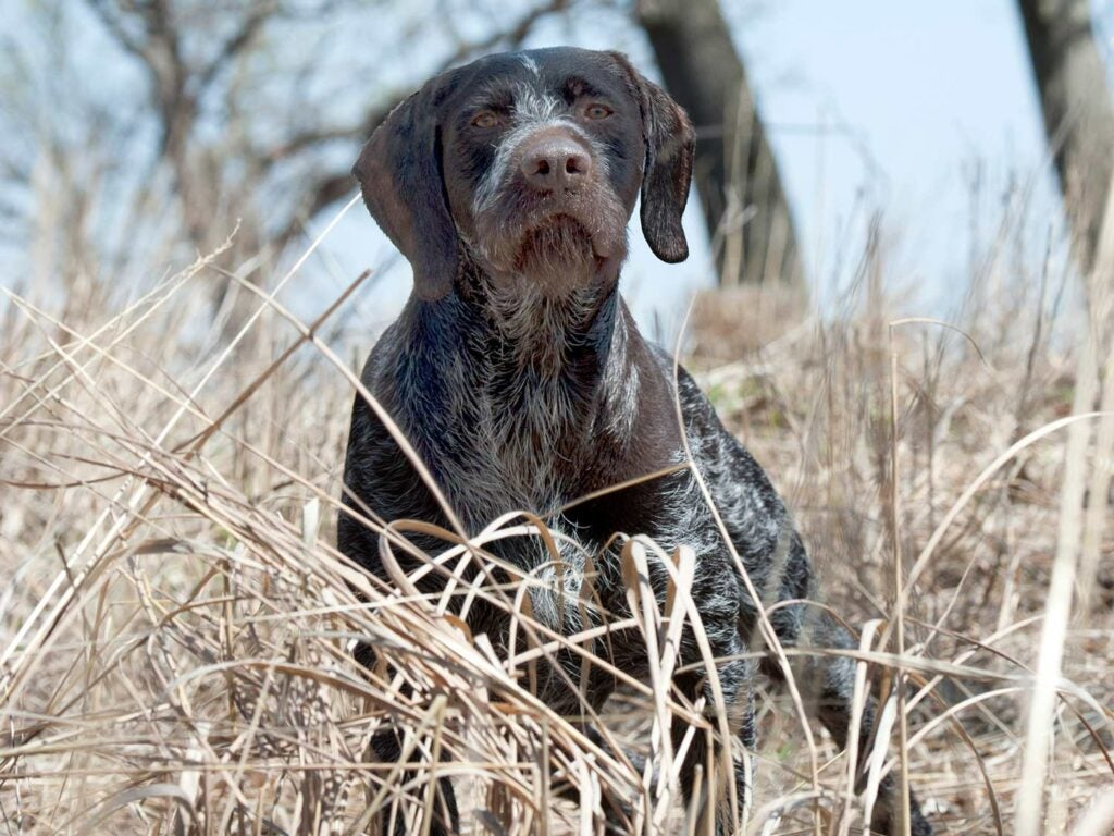 a drahthaas german wirehair pointer