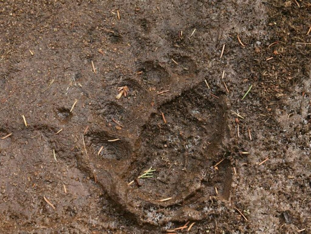 A bear print in the mud.