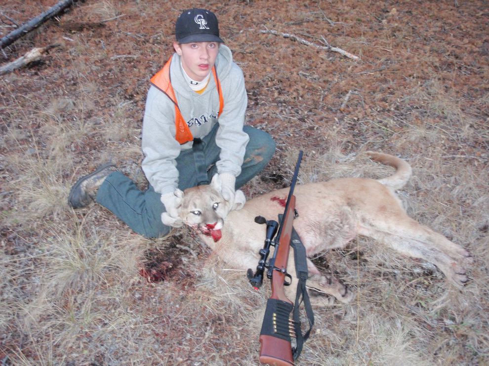 A mountain lion that pursued a 15 year-old hunter.