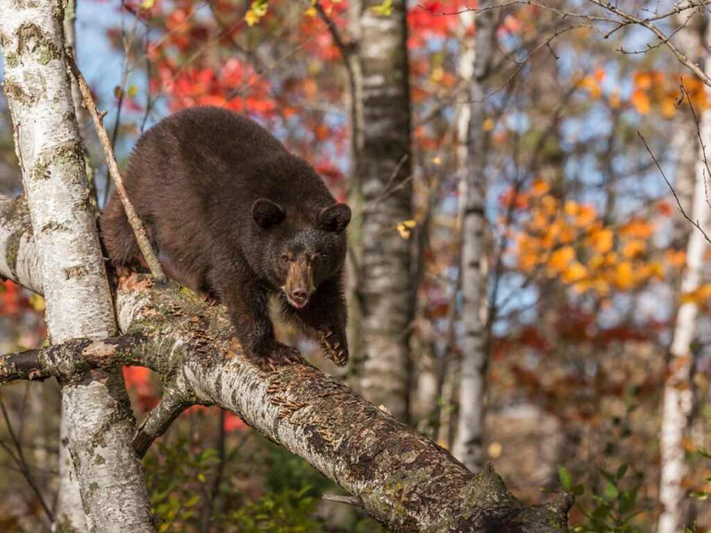 A black bear climbs down a fallen tree.