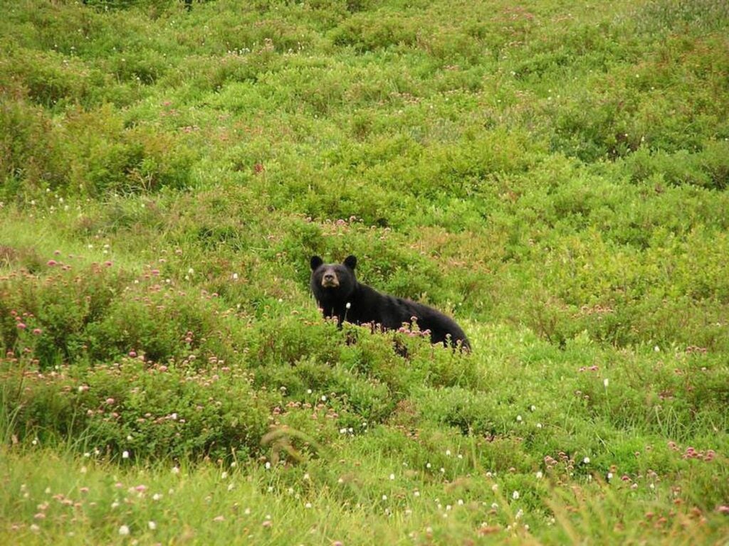 A black bear traverses a mountain side.