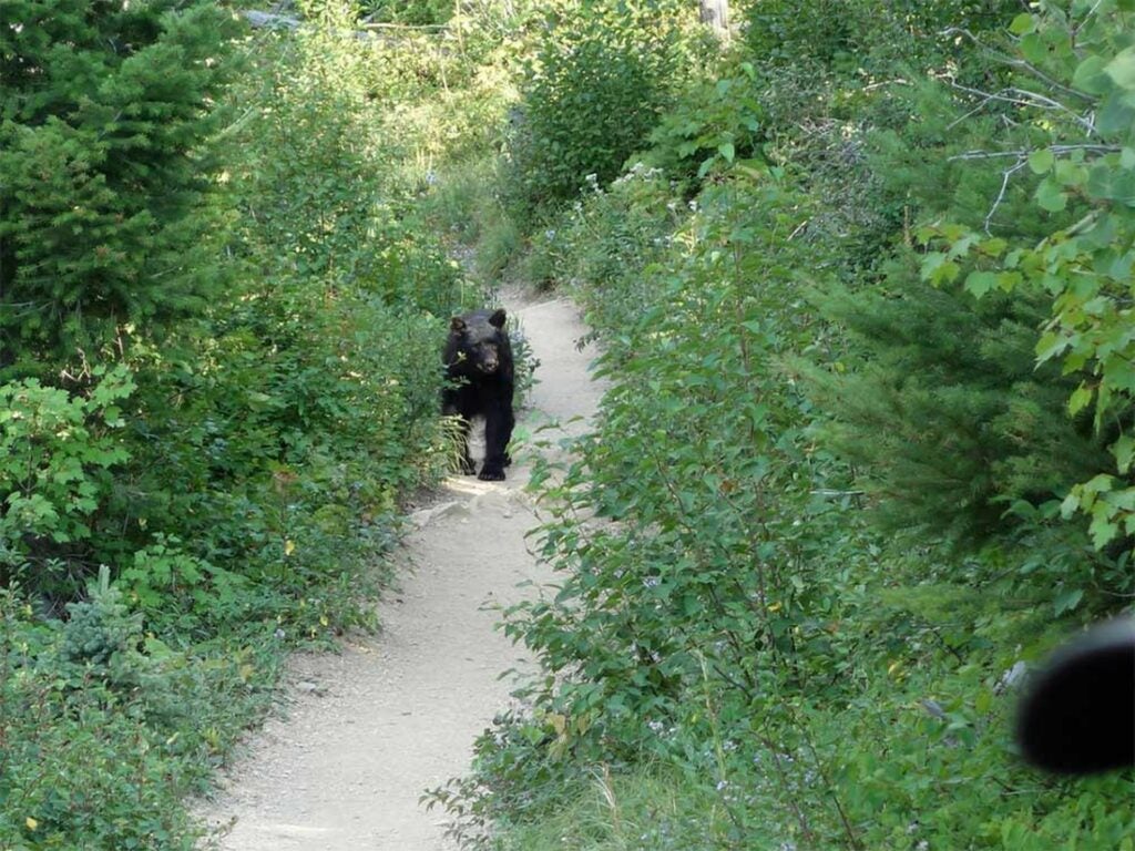 A black bear heading down a hiking trail.