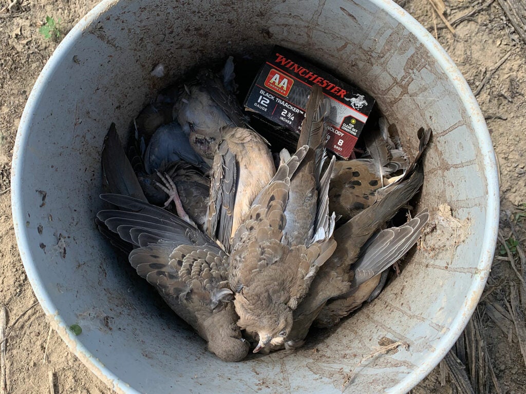 doves in a 5-gallon bucket