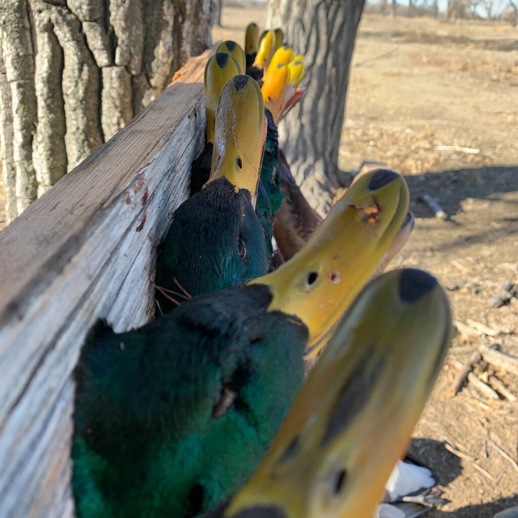 green headed mallard ducks