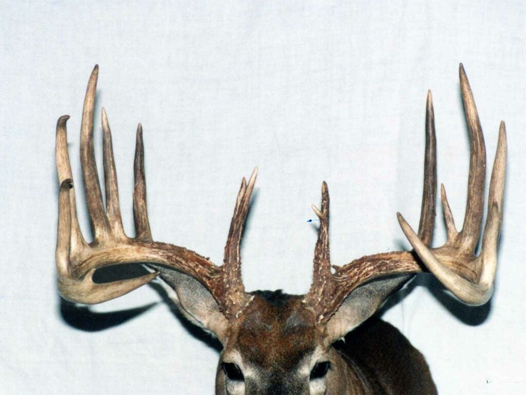 Oklahoma’s best bow-killed typical buck antlers