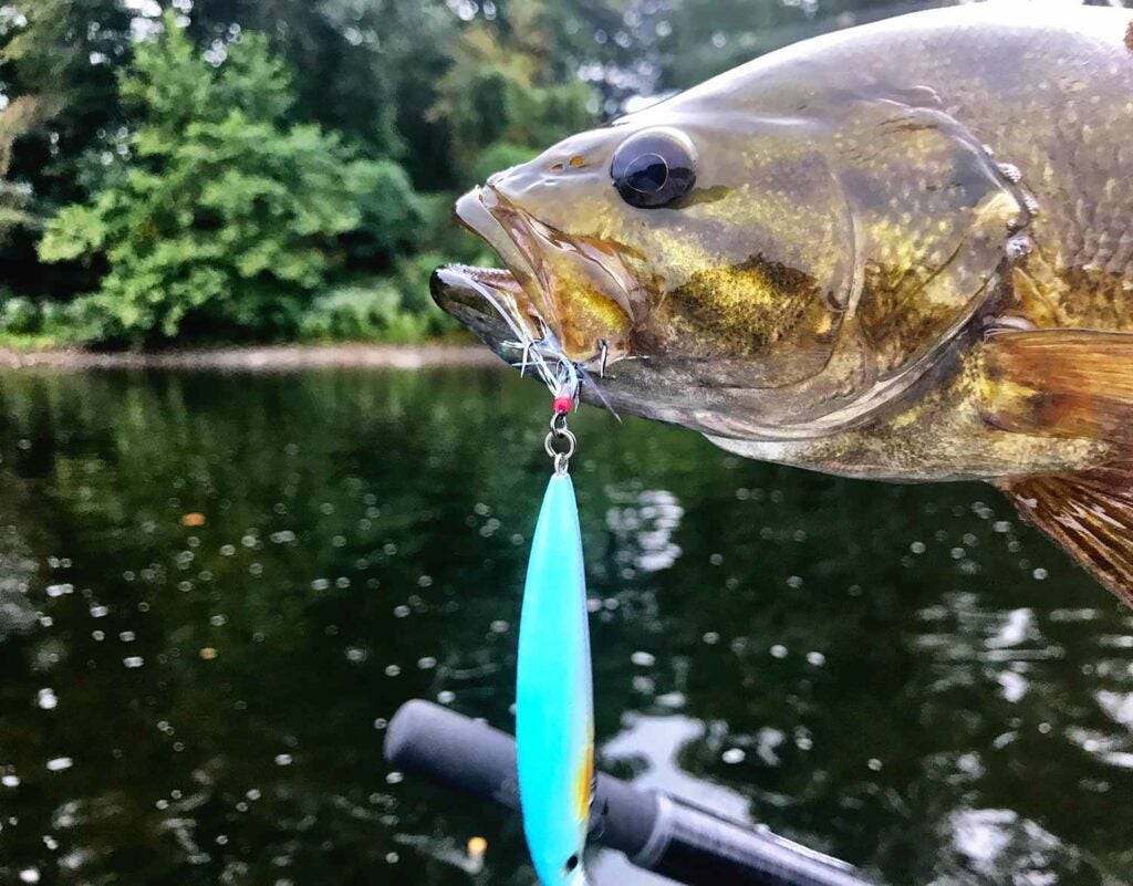 a smallmouth bass with a teal lure hanging from its mouth