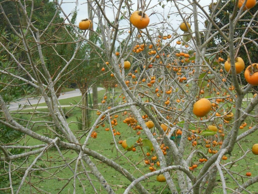 a persimmon tree