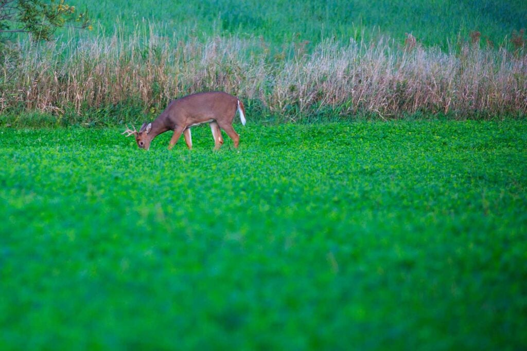 A buck in a soybean field