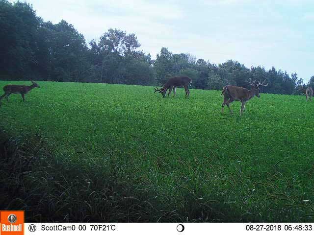 deer in alfalfa fields