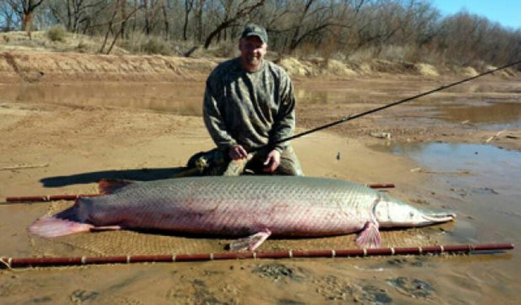 A 192-pound, 1-ounce alligator gar Jan. 27 from the Red River in Love County.