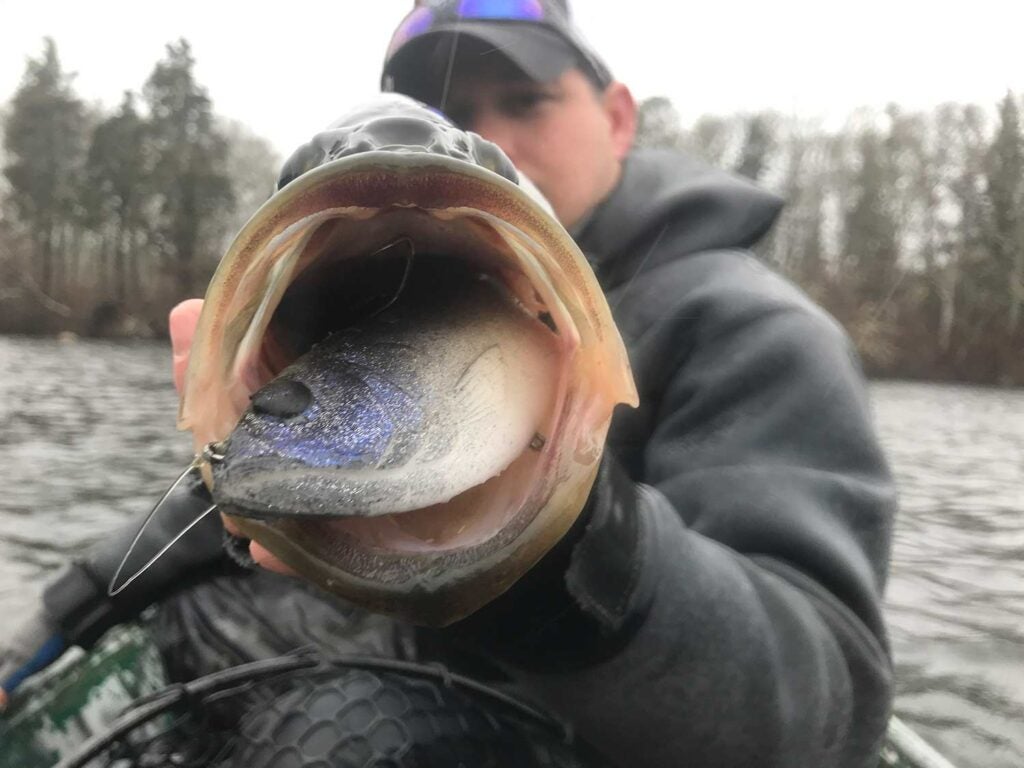 angler holding a largemouth bass with a swimbait in its mouth