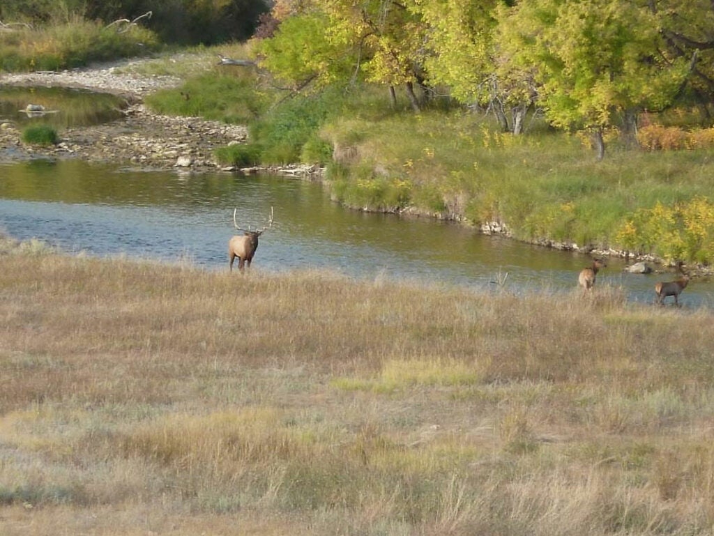 bull deer strolling by a river with cows