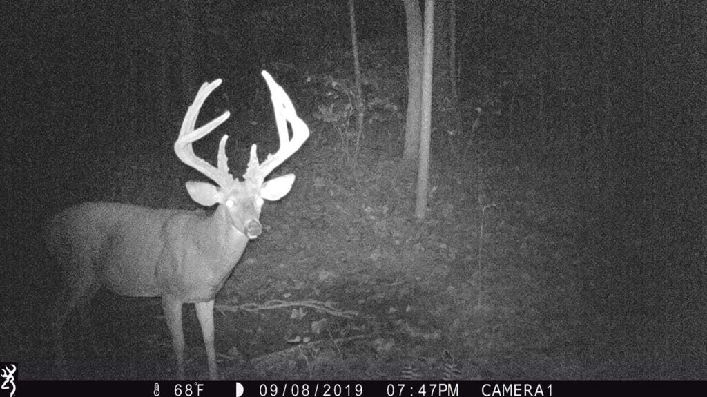 black and white image of a buck caught on trail cam