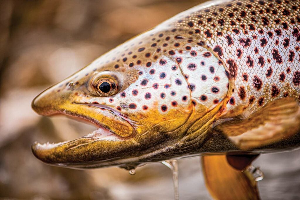 a brown trout of of water