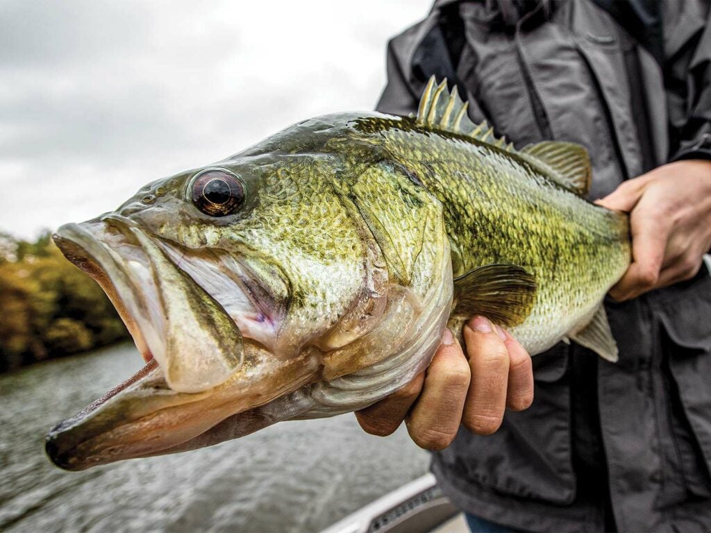 angler holding a largemouth bass
