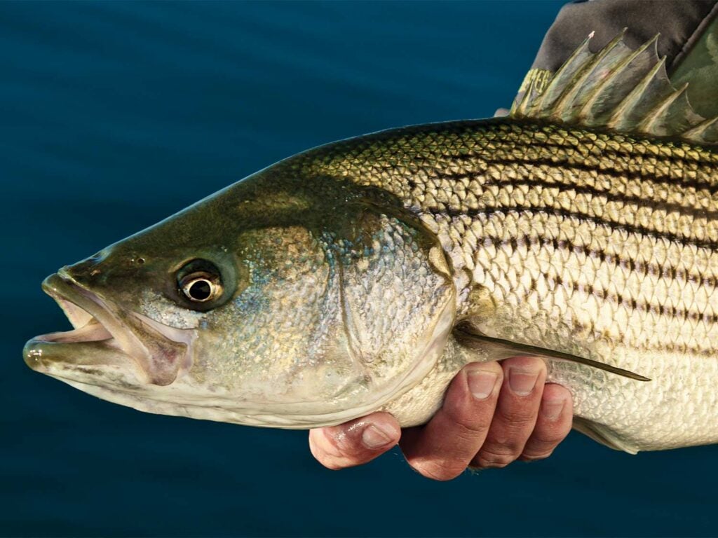 angler holding a striped bass