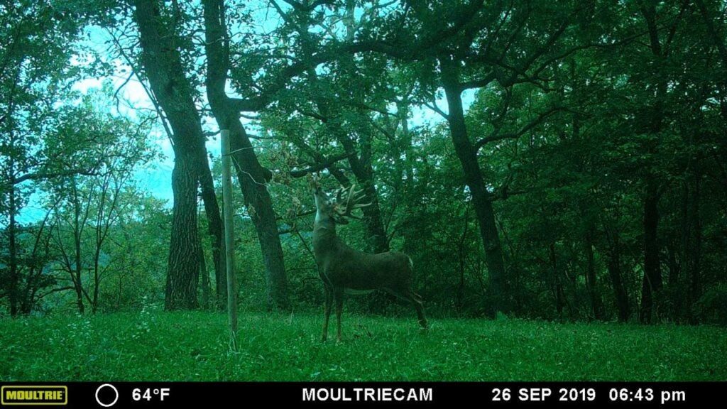 trail camera of a giant buck in the woods