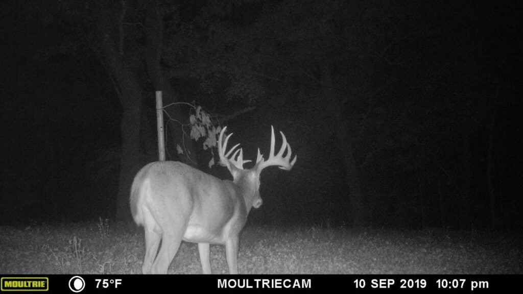 a black and white trail camera photo of a buck at night