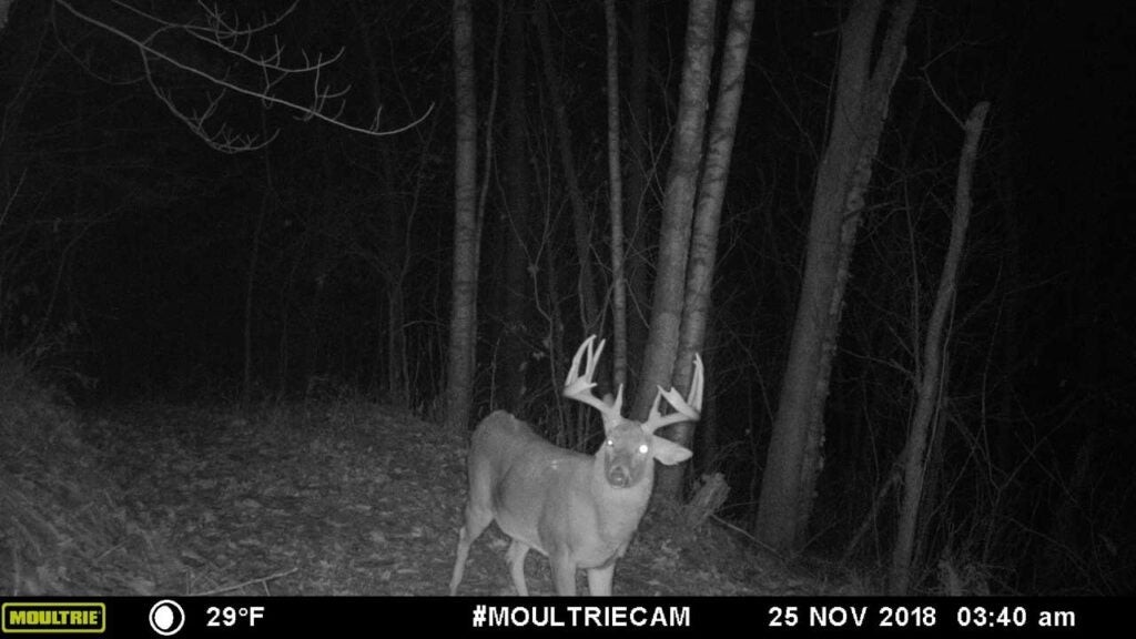a black and white trail camera photo of a buck at night
