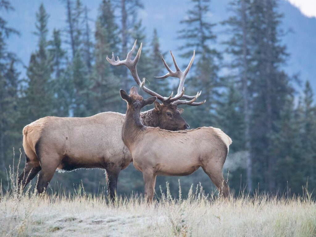 male and female elks in an open field