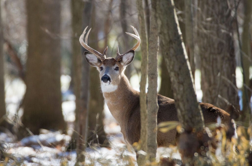 A white tailed deer in the forest.