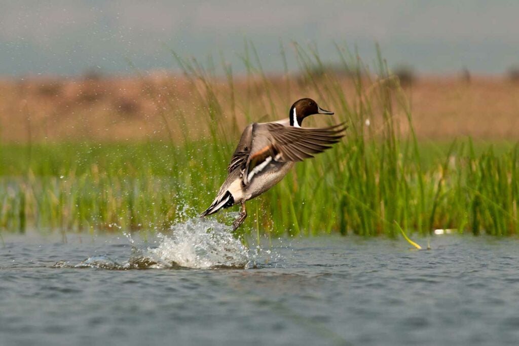 A northern pintail taking off on the water.
