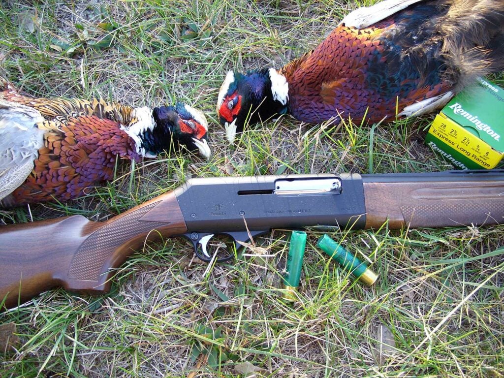 a remington shotgun and pheasants.